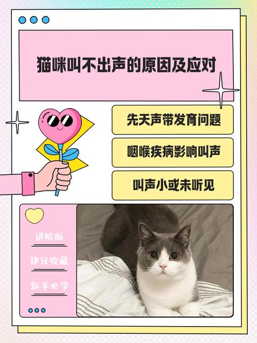 猫咪叫不出声音像是被卡住一样怎么办
