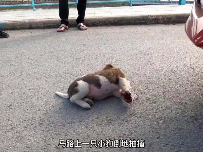 狗狗突然倒地抽搐蹬腿