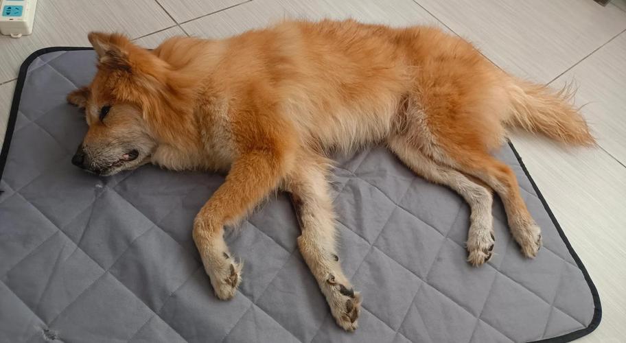 狗狗蹬腿是什么症状