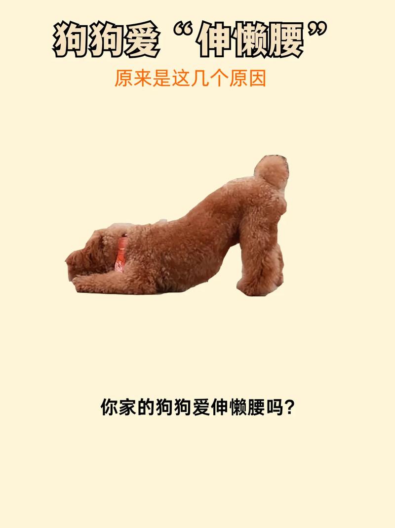 为什么狗狗睡觉老是蹬腿