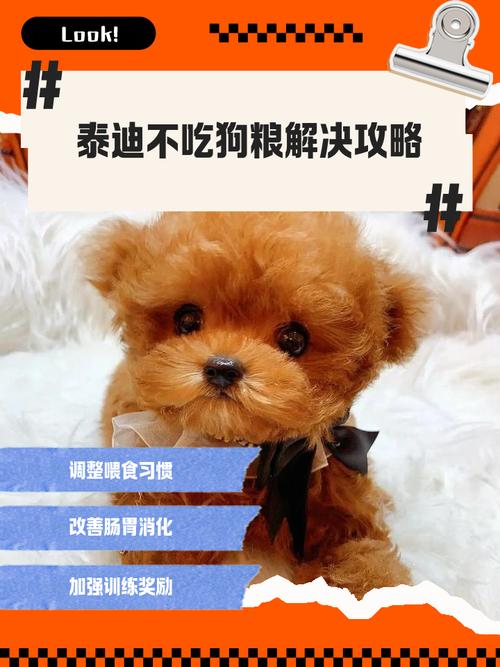 泰迪狗狗只吃肉不吃狗粮怎么办