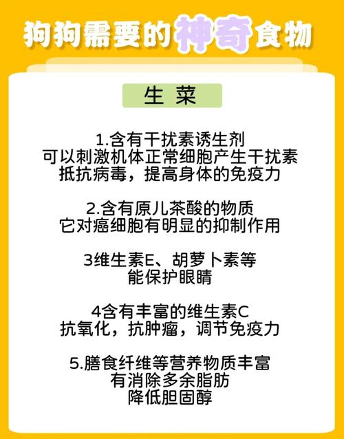 狗狗可以吃生菜吗?
