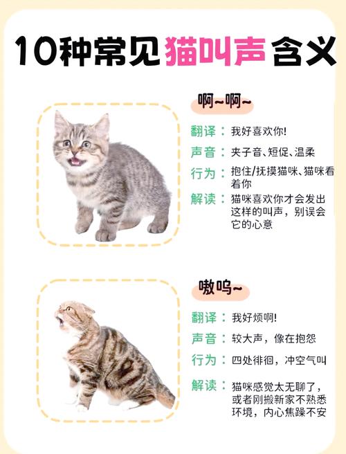 猫咪不停的叫是什么意思