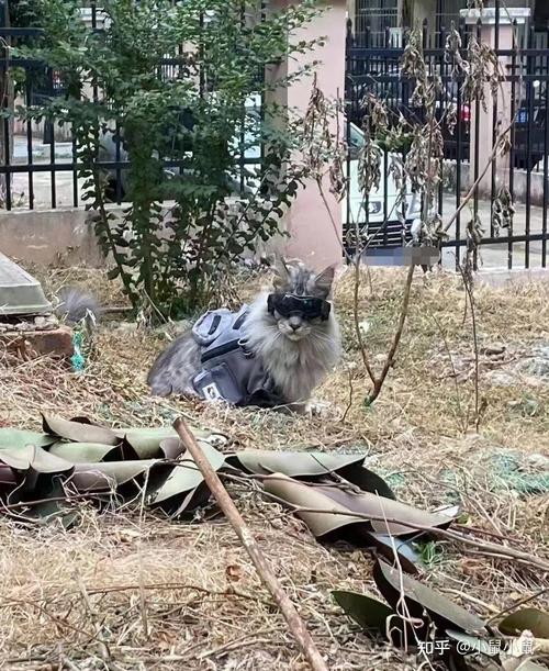 猫跑到自己家里叫是什么意思?