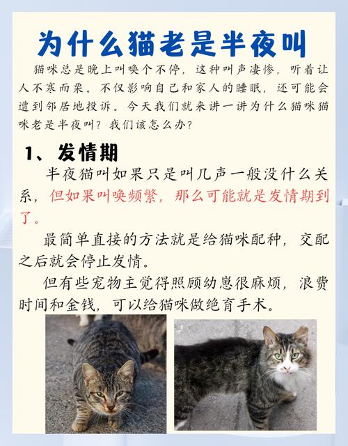 为什么猫咪在我们离开家或回家时总是叫个不停?