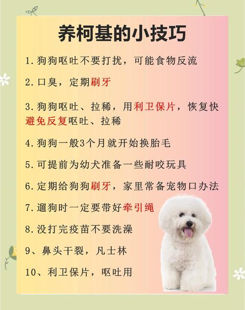 新手养狗必备攻略,有这一篇就够了!