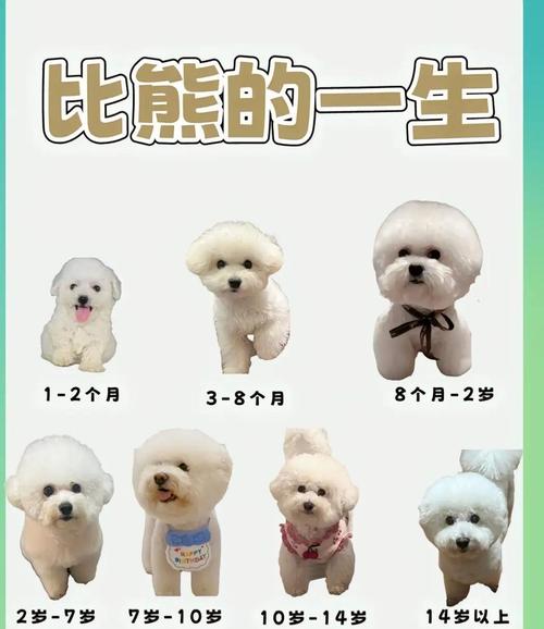 新手养比熊的第一年|将经历