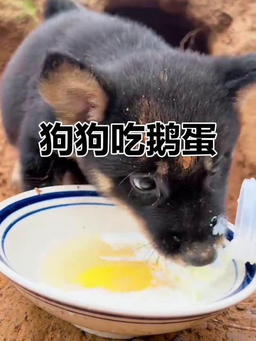 狗狗为什么要吃鹅蛋呢