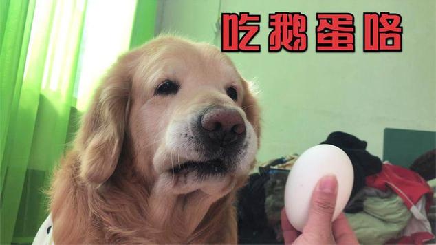 狗狗能吃鹅蛋吗?