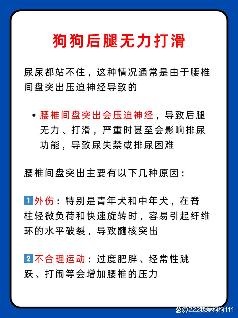 狗后腿无力尿不出尿的原因及处理方法
