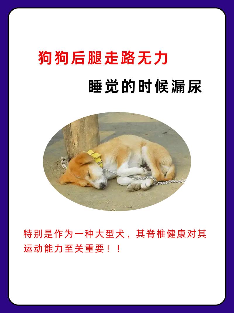 狗狗尿不出来腹部挺大