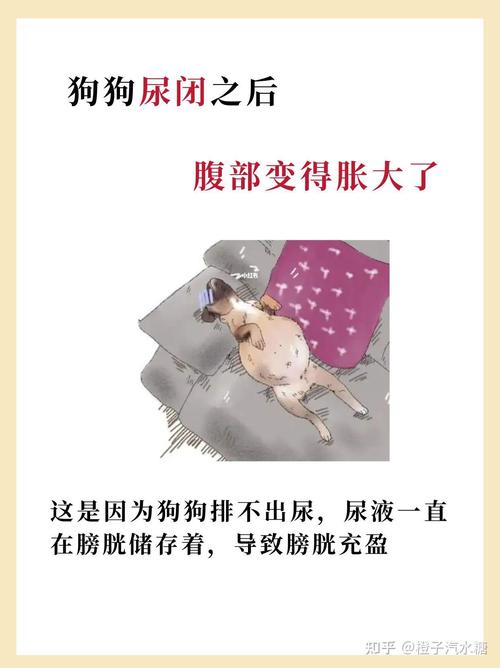 狗狗尿尿很痛苦,尿不出怎么办?