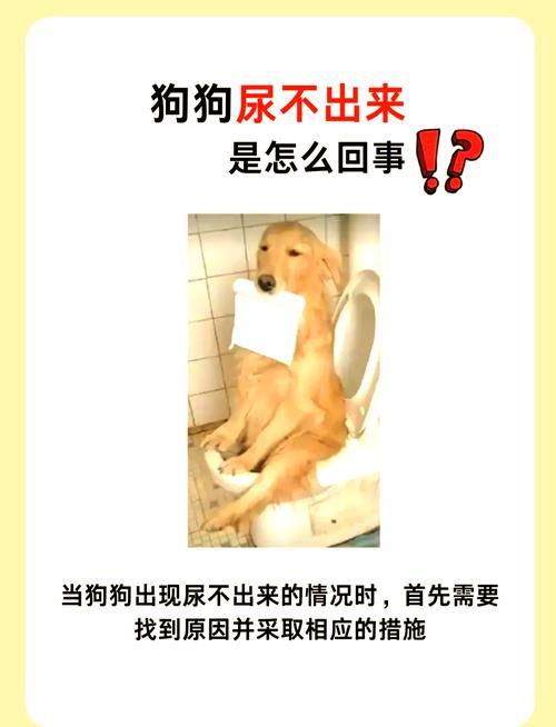 狗狗尿不出来紧急办法