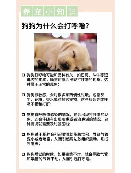 狗狗打呼噜是什么原因