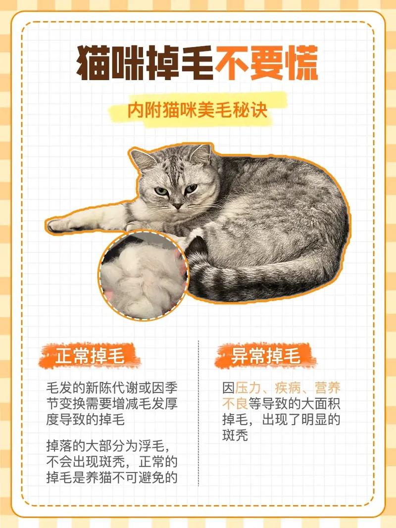 猫老是掉毛怎么办