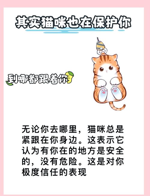 猫咪非常粘人,是什么原因?
