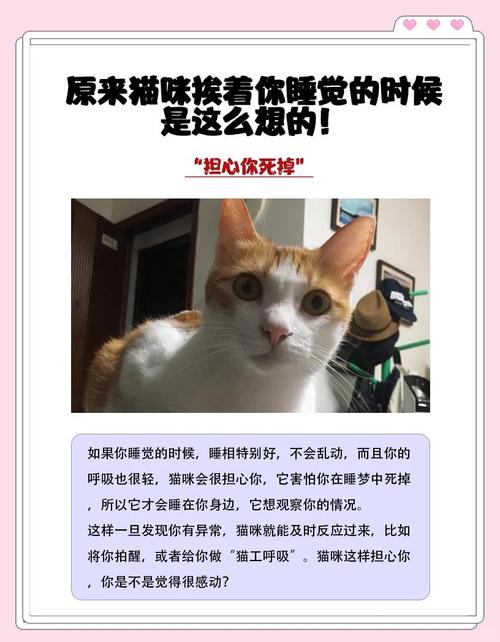 猫咪为什么会粘男主人
