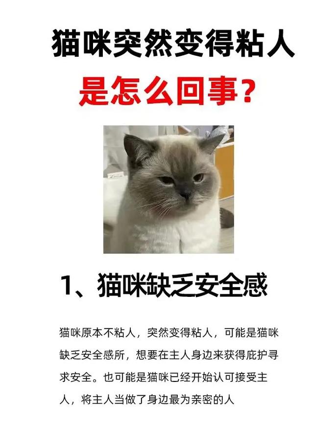 为什么猫咪会突然开始粘人撒娇