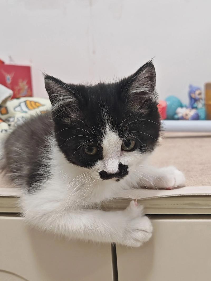 奶牛猫为什么那么粘人