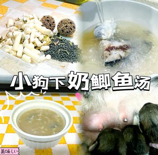 狗狗产后吃什么下奶