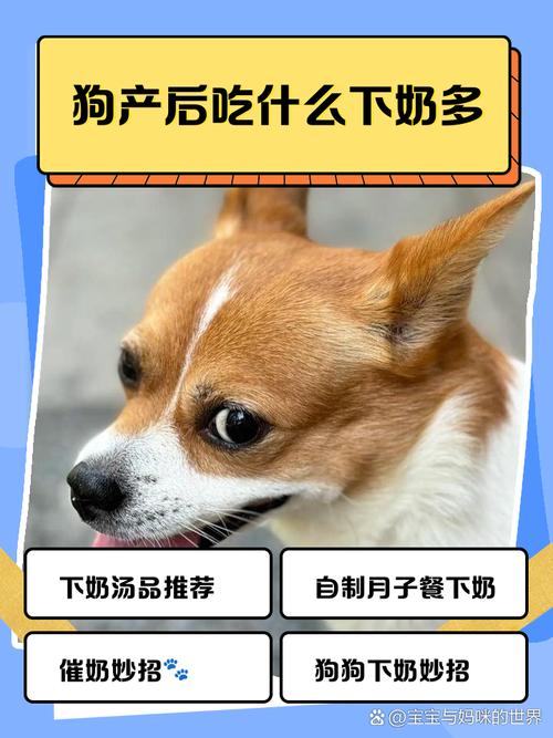 狗狗生狗仔后吃什么下奶