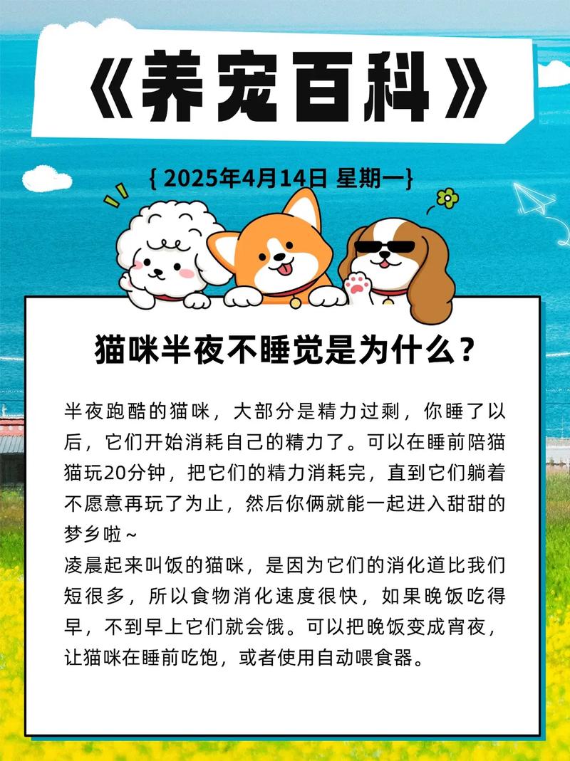 猫半夜不睡觉上蹿下跳