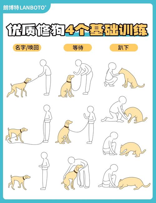 如何训练狗狗,不捡地上的东西吃?