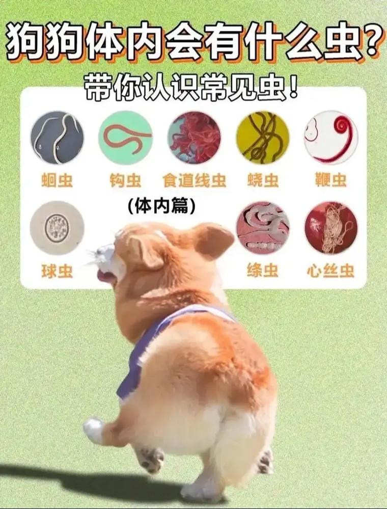 狗狗出现这些症状,说明肚子里“有虫”!