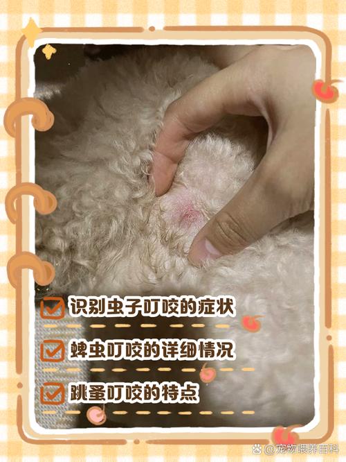 泰迪这些表现,可能是“身上有虫子”了!