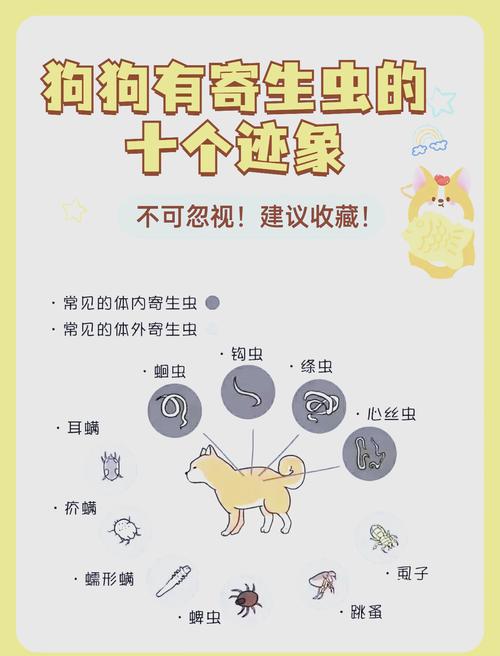 怎么判断狗狗身上是否有寄生虫?新知识学起来(10月27日做体内外驱虫...