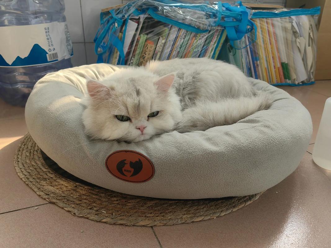 猫咪不肯进猫窝,怎么办?