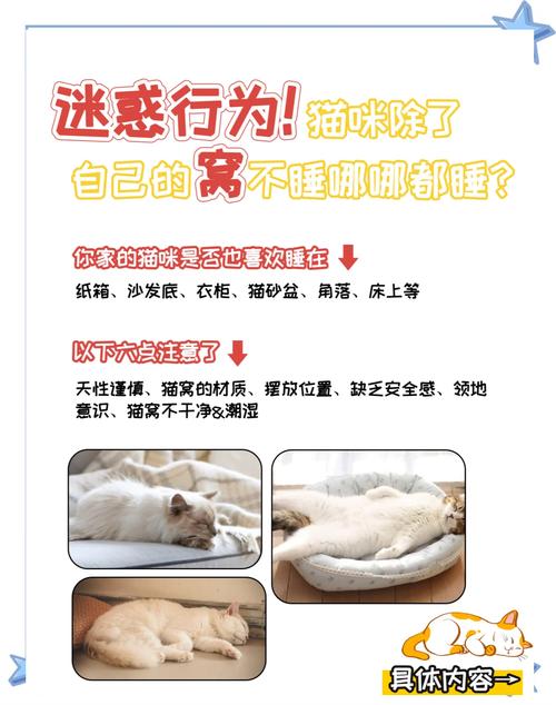 猫咪不进猫窝怎么办