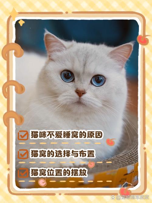 猫咪不在猫窝睡觉应该怎么处理?