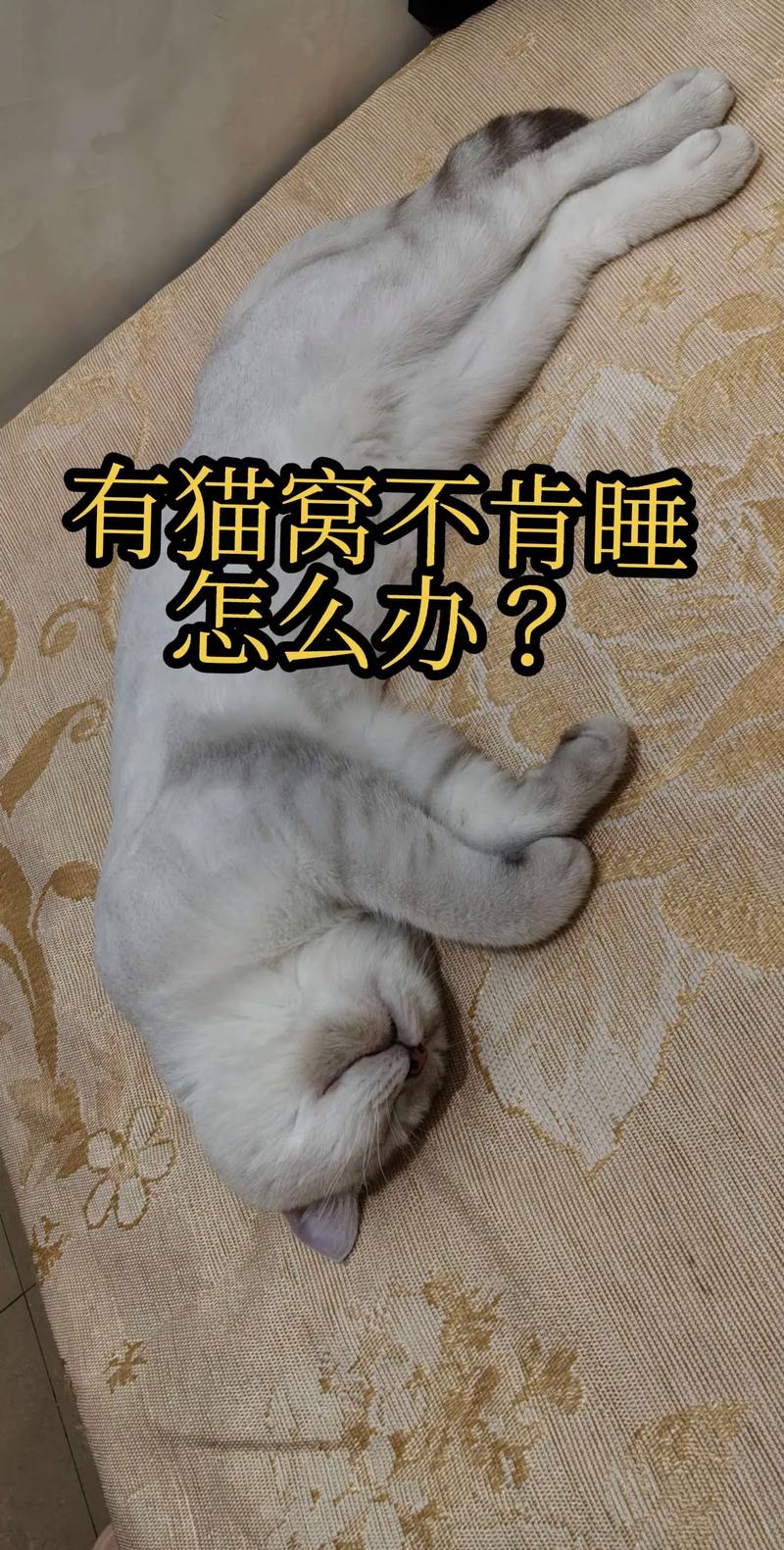 冬天猫咪不睡猫窝不怕冷吗-小猫冬天不肯进窝怎么办