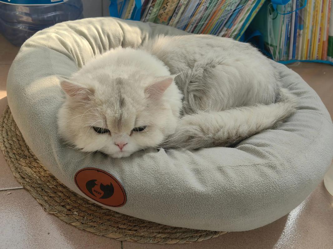 买了个猫窝猫不进去怎么办