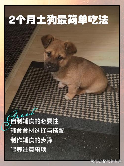 两个月大的狗狗吃什么