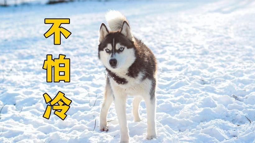 狗怕不怕冷