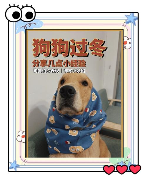 狗子过冬小常识,学会了不踩雷!