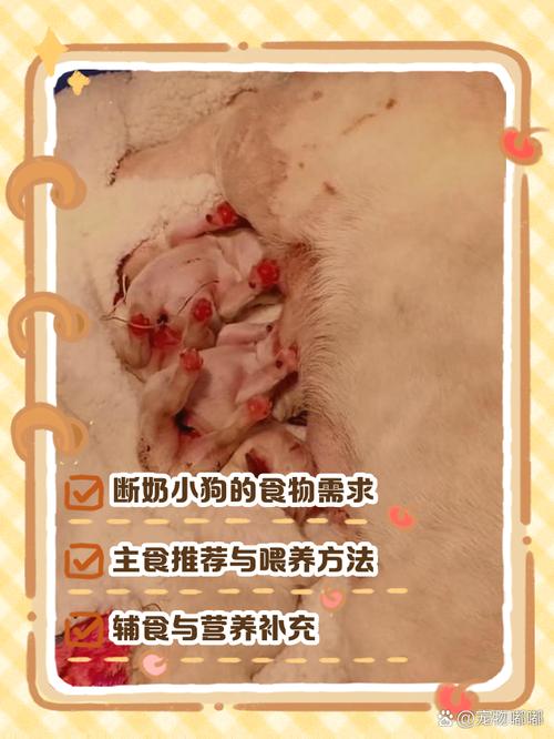 狗狗才一个月要吃什么?