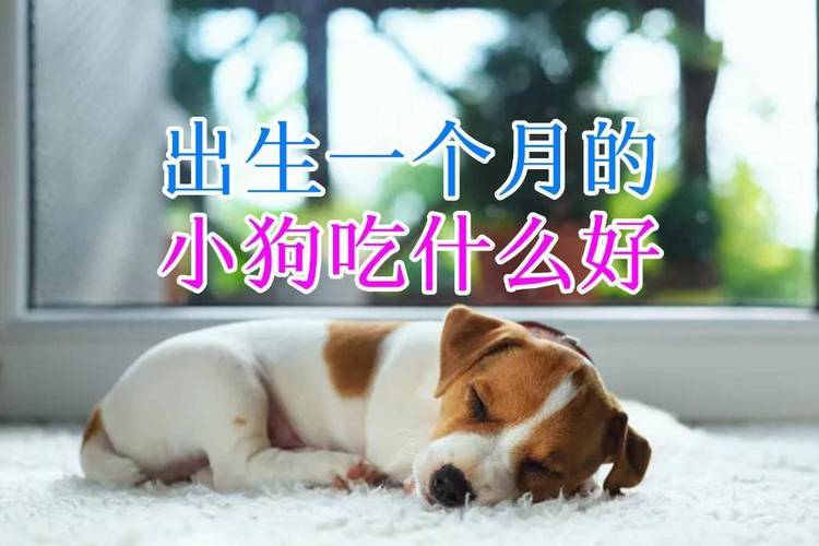 刚满月的小狗吃什么