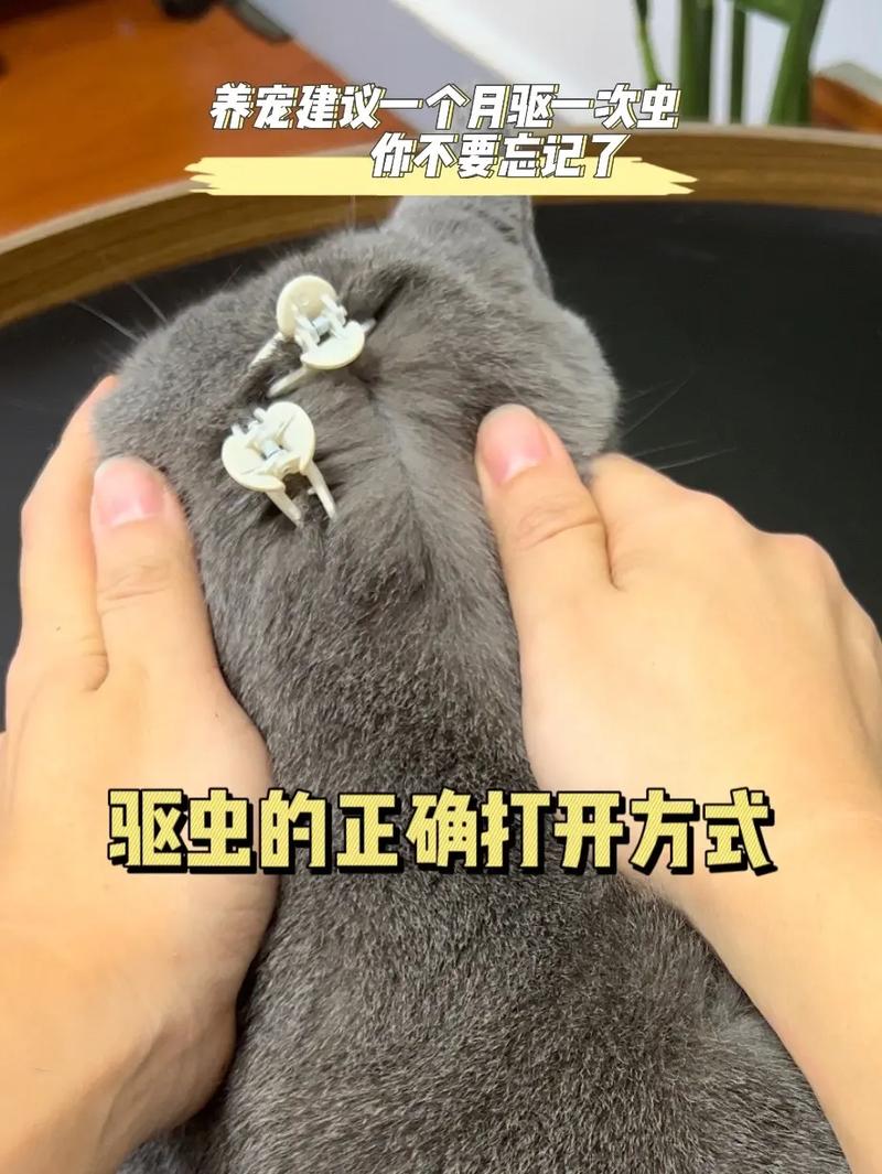 猫咪患上猫绦虫吃什么好?