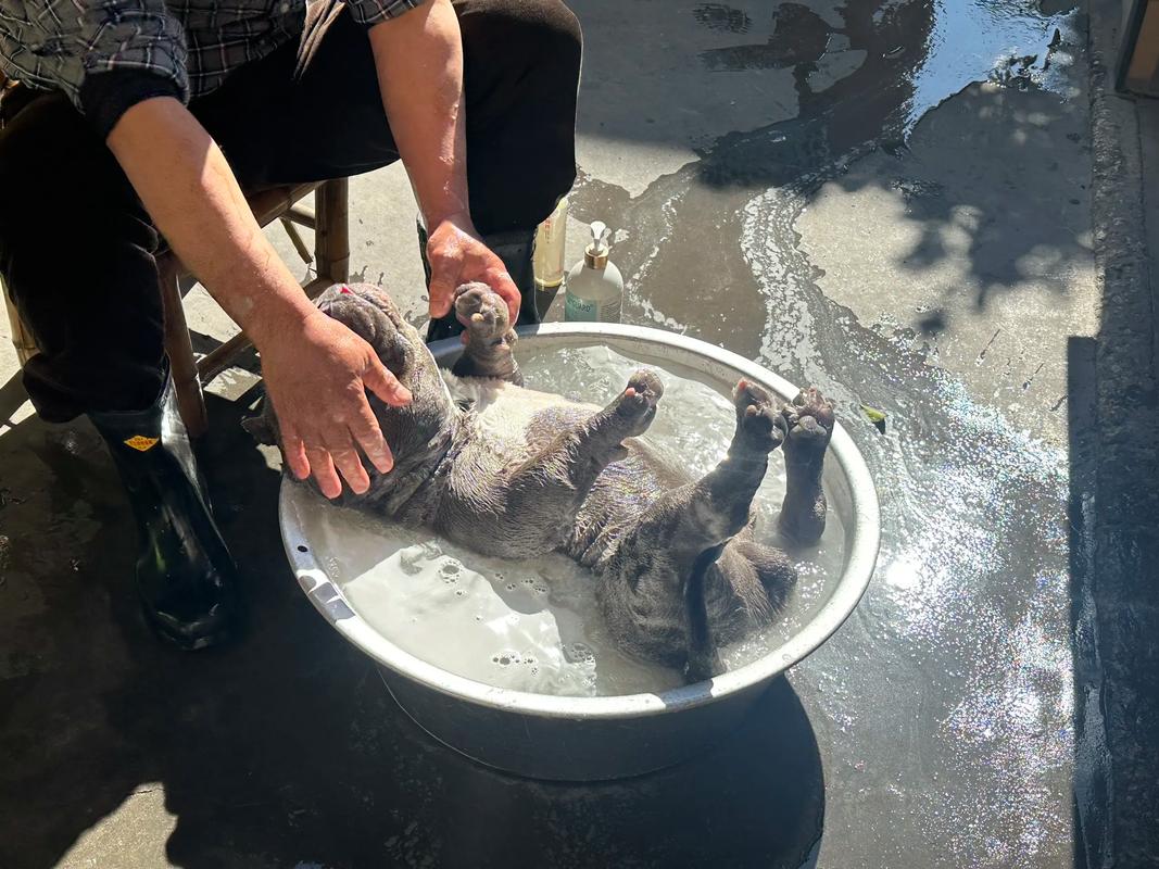 狗狗多久洗一次澡合适?