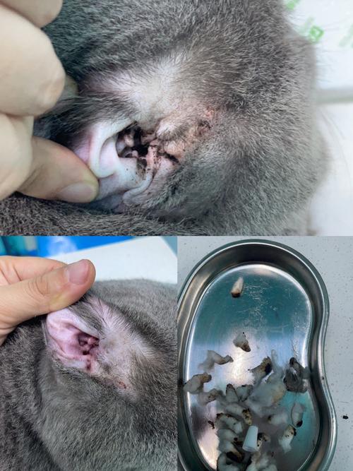 猫咪耳螨会传染人吗