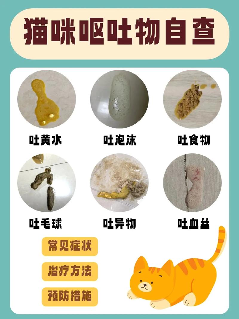 怎么缓解猫咪因怀孕导致的呕吐症状?