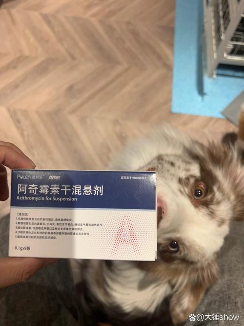 狗子咳嗽吃阿奇霉素和果根