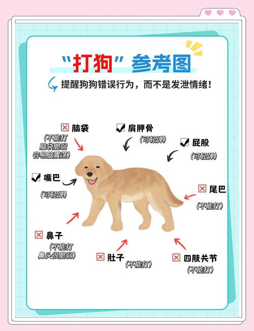 狗公绝育前要注意什么
