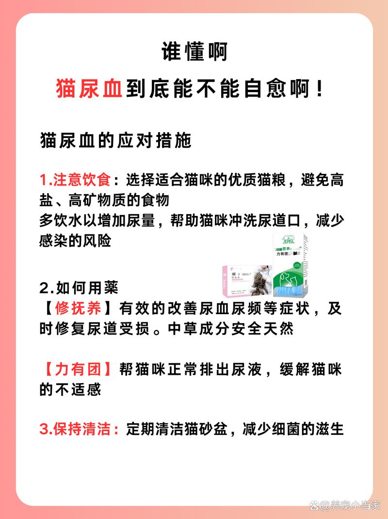 如果发现猫尿血了需要怎么办,你以为他会自愈么?别傻了!
