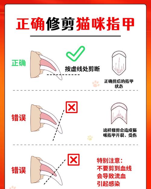 新手如何给猫咪剪指甲