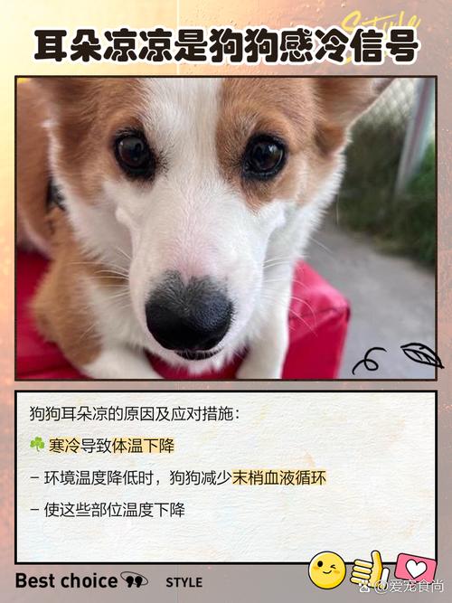 为什么狗狗耳朵凉了