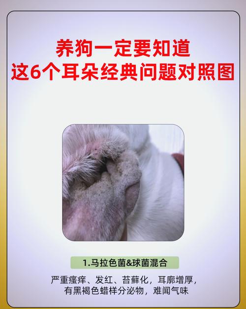 狗耳朵是凉的吗